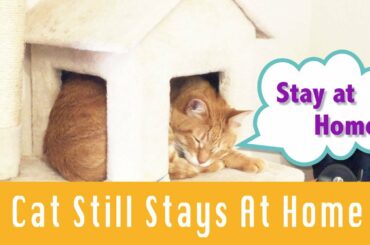緊急事態宣言が解除されてもなお、自主自粛中の猫 / Stay at home cat
