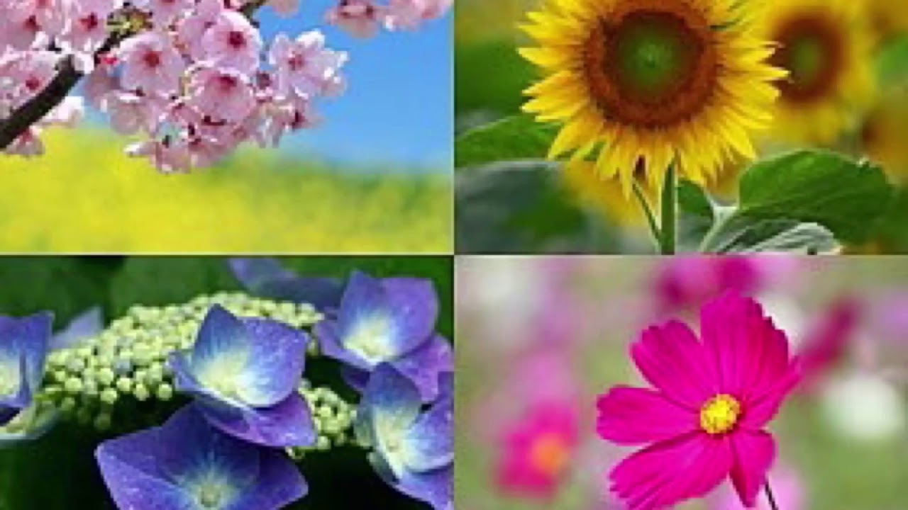 [カバー](59)YOU/浜崎あゆみ(singer cai)