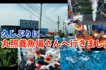 【金魚】緊急事態宣言が解除されたので、弥富の丸照養魚場さんへ行ってきました。