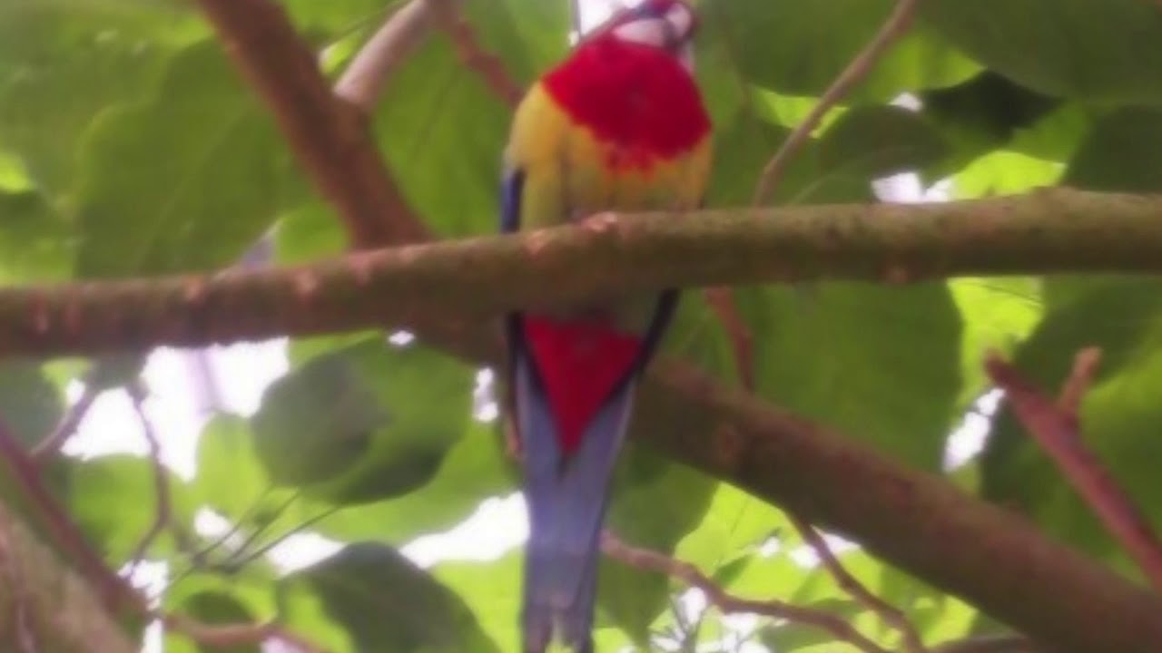 【ayuクリエイターチャレンジ！】浜崎あゆみ -Fly high/ピアノ