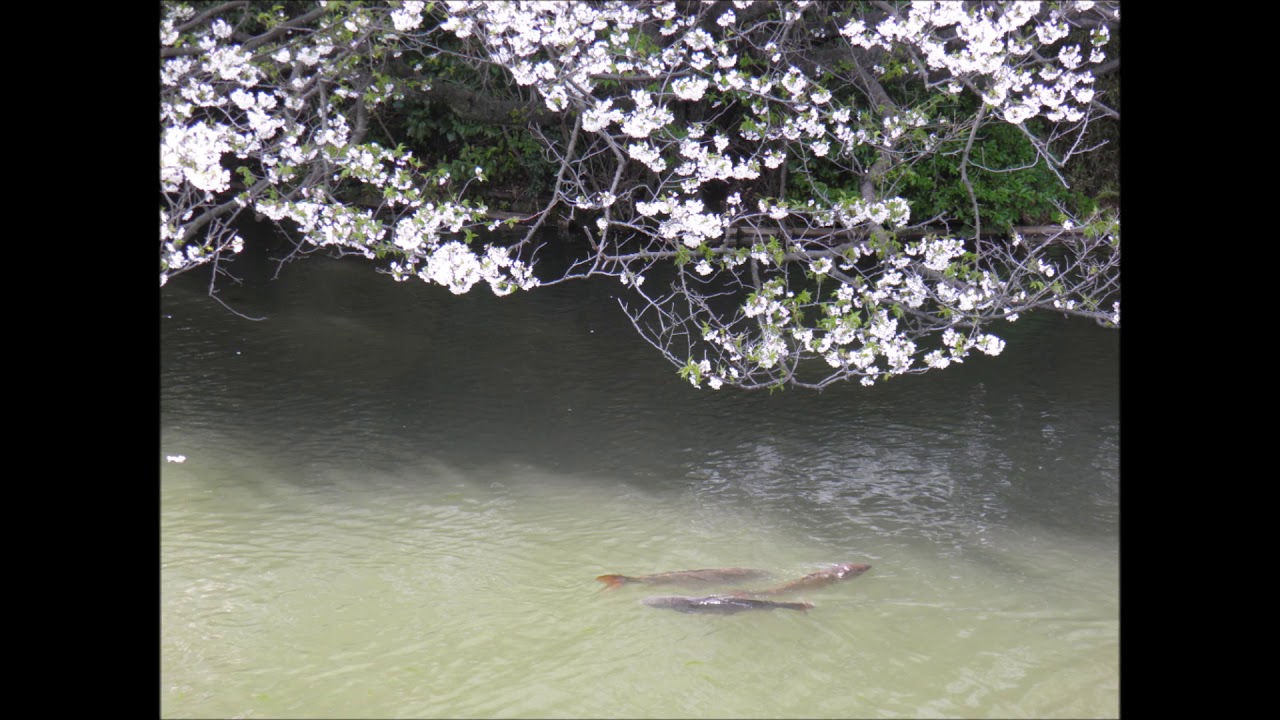 Surreal 浜崎あゆみ        by JIN