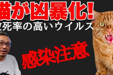 【感染症の時代】飼い猫が凶暴化して飼い主を襲う？！コーカサス発、 致死率ほぼ100%の猫ウイルス