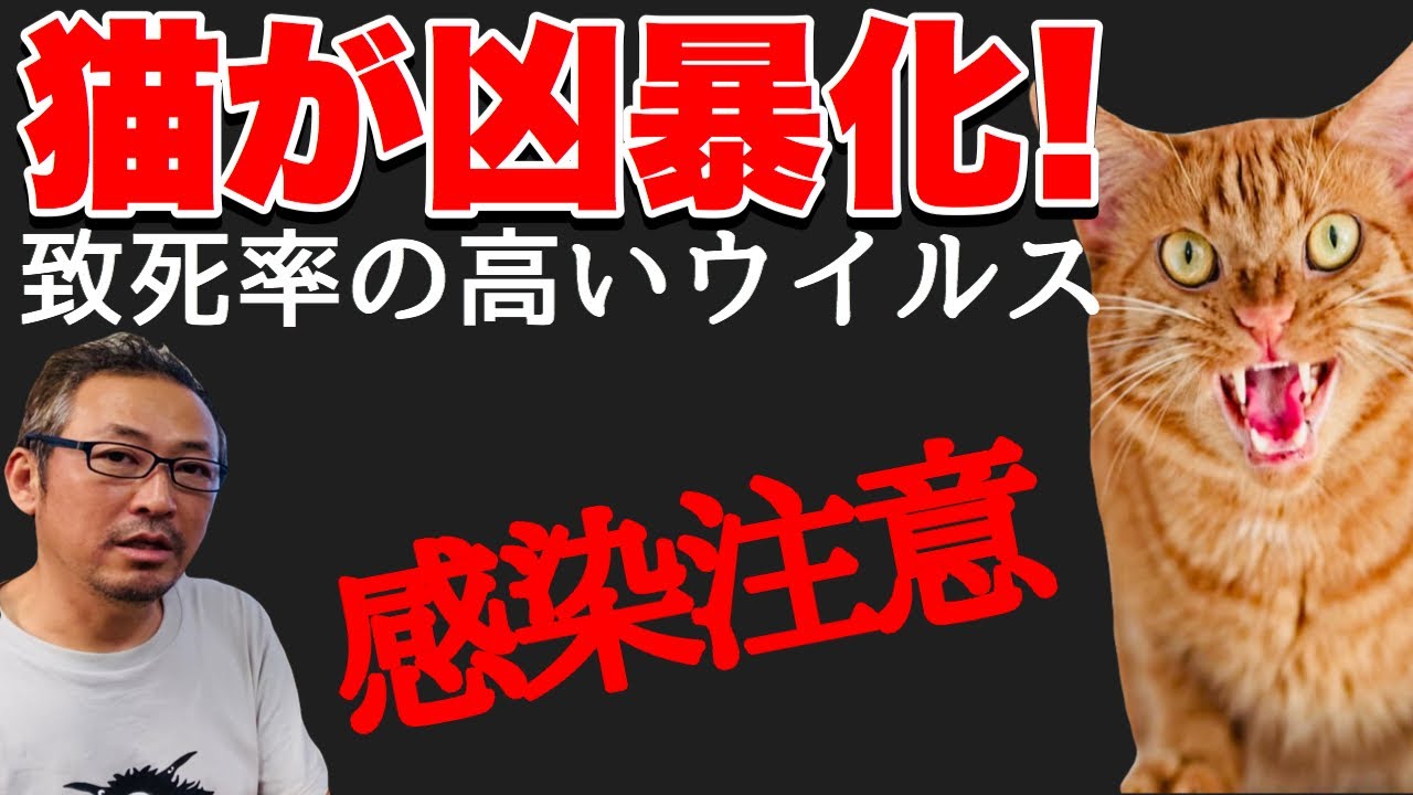 【感染症の時代】飼い猫が凶暴化して飼い主を襲う?!コーカサス発、 致死率ほぼ100%の猫ウイルス 【感染症の時代】飼い猫が凶暴化して飼い主を襲う?!コーカサス発、 致死率ほぼ100%の猫ウイルス
