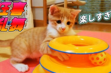 [茶トラ子猫]石田ゆり子さんの猫ちゃん愛用のおもちゃで遊んでみた結果！（保護猫）