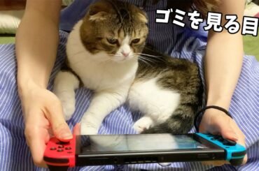 ママのどうぶつの森を仕方なく見守る猫