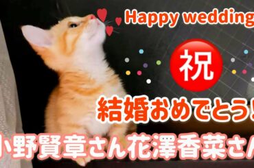 【祝】小野賢章さん花澤香菜さんご結婚おめでとうございます！2人をお祝いする猫をご覧ください！【マンチカン】#36