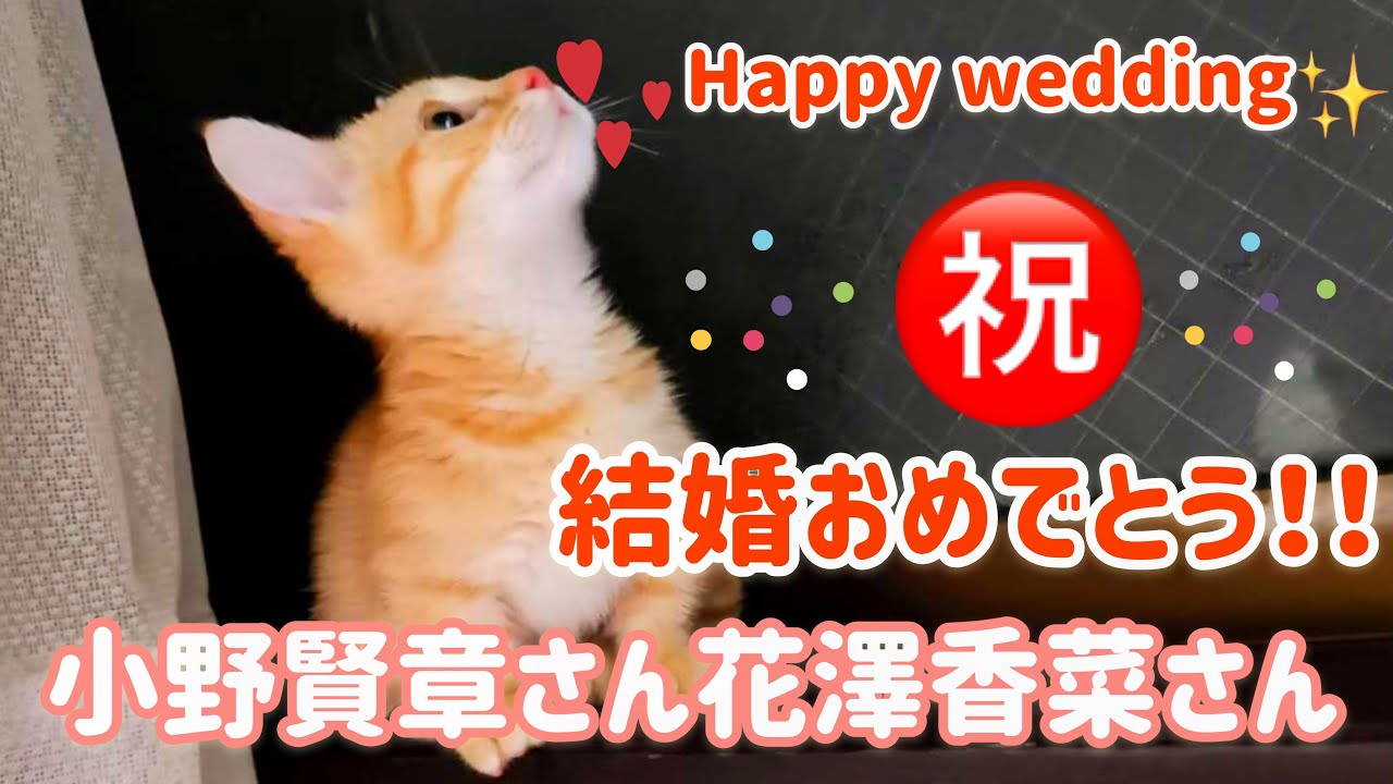 【祝】小野賢章さん花澤香菜さんご結婚おめでとうございます！2人をお祝いする猫をご覧ください！【マンチカン】#36