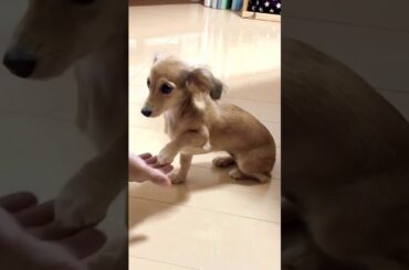 田中みな実か〜い⁉️この目に負けてしまう…魔性の犬、さくら😂
