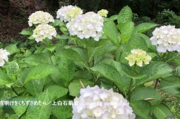 夜明けをくちずさめたら／上白石萌音（Cover by yuyu+ さん）