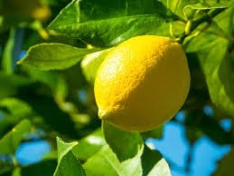 【歌ってみた】「Lemon」米津玄師  【『アンナチュラル』主題歌】covered ノーマルVer+1キー