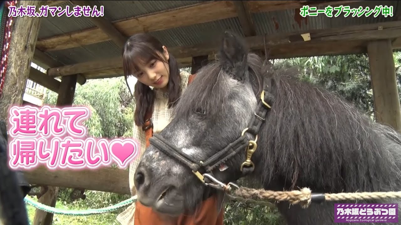 【乃木坂どうぶつ園②】ヤギとブタとポニーに振り回される乃木坂ちゃん