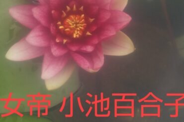 女帝 小池百合子
