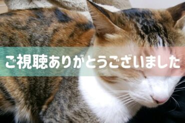 【料理】食べれば春巻きつくってみた【平野レミさんリスペクト】