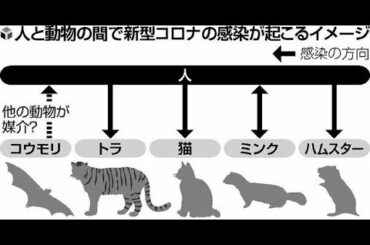 ✅  新型コロナウイルスは動物にも感染します。米国で４月、飼い猫２匹が感染し軽い呼吸器症状があったことが報告されました。猫の感染は、ベルギーや香港でも確認されました。 東京大のチームは、人から分離した
