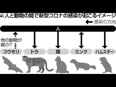 ✅  新型コロナウイルスは動物にも感染します。米国で４月、飼い猫２匹が感染し軽い呼吸器症状があったことが報告されました。猫の感染は、ベルギーや香港でも確認されました。 東京大のチームは、人から分離した