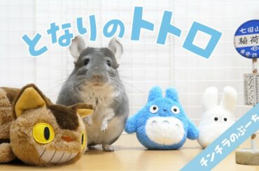 チンチラでとなりのトトロを再現してみたら可愛すぎた！Chinchilla  My Neighbor Totoro