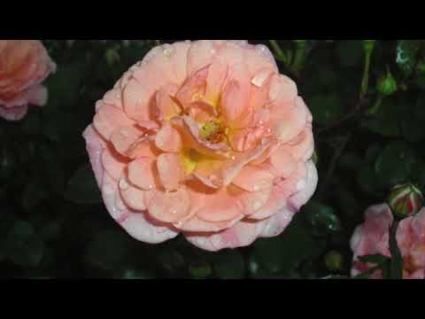 First Love – 宇多田ヒカル / ピアノ First Love - 宇多田ヒカル / ピアノ