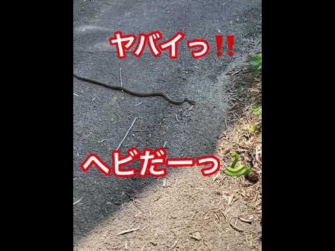 ヤバイ‼️『緊急事態宣言』農園にヘビ出現‼️