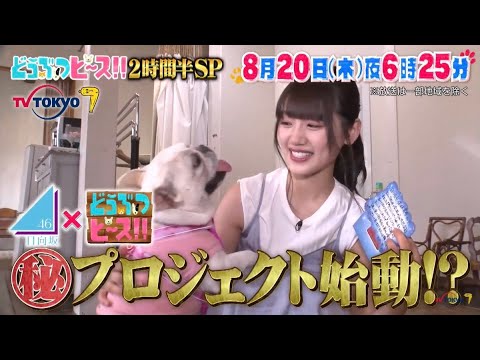 どうぶつピースの予告 【日向坂46】 2020年8月20日 200820