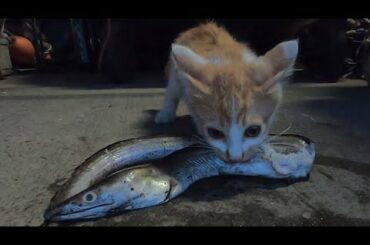【ネコ観察モニタリング】腹ペコな子猫たちに高級魚をあげてみたら、、、#4  We gave the hungry kittens luxury fish！#4