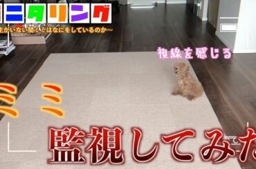 【モニタリング】犬を騙すためにガチの死んだフリをした結果は