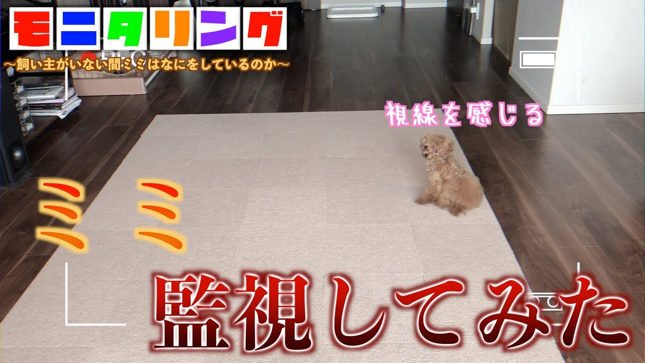 【モニタリング】犬を騙すためにガチの死んだフリをした結果は 【モニタリング】犬を騙すためにガチの死んだフリをした結果は