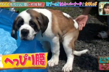 日向坂46x 「どうぶつピース！！」に加藤史帆、佐々木美玲 カワイイ赤ちゃん夏の初体験！ 2020年8月27日