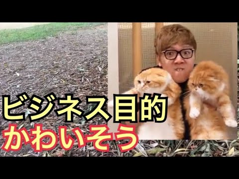 ヒカキンの飼い猫はビジネス目的でしょ Hikakin 佐藤健 コラボ 炎上 ボイパ まるお もふこ 芸能人 出演 家 Yayafa ヒカキンの飼い猫はビジネス目的でしょ Hikakin 佐藤健 コラボ 炎上 ボイパ まるお もふこ 芸能人 出演 家 Yayafa