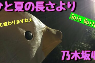 乃木坂46『ひと夏の長さより』(Fingerstyle solo guitar)
