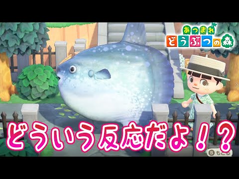 【あつ森】くるみさんに・・・・・・・・・・・・・え?【あつまれどうぶつの森/Animal Crossing/シュガートース島/ウホウホ島/しゃちく/しゃちほこ島】 【あつ森】くるみさんに・・・・・・・・・・・・・え?【あつまれどうぶつの森/Animal Crossing/シュガートース島/ウホウホ島/しゃちく/しゃちほこ島】