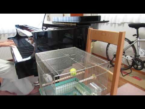 椎名林檎/長く短い祭り ピアノと箏 椎名林檎/長く短い祭り ピアノと箏