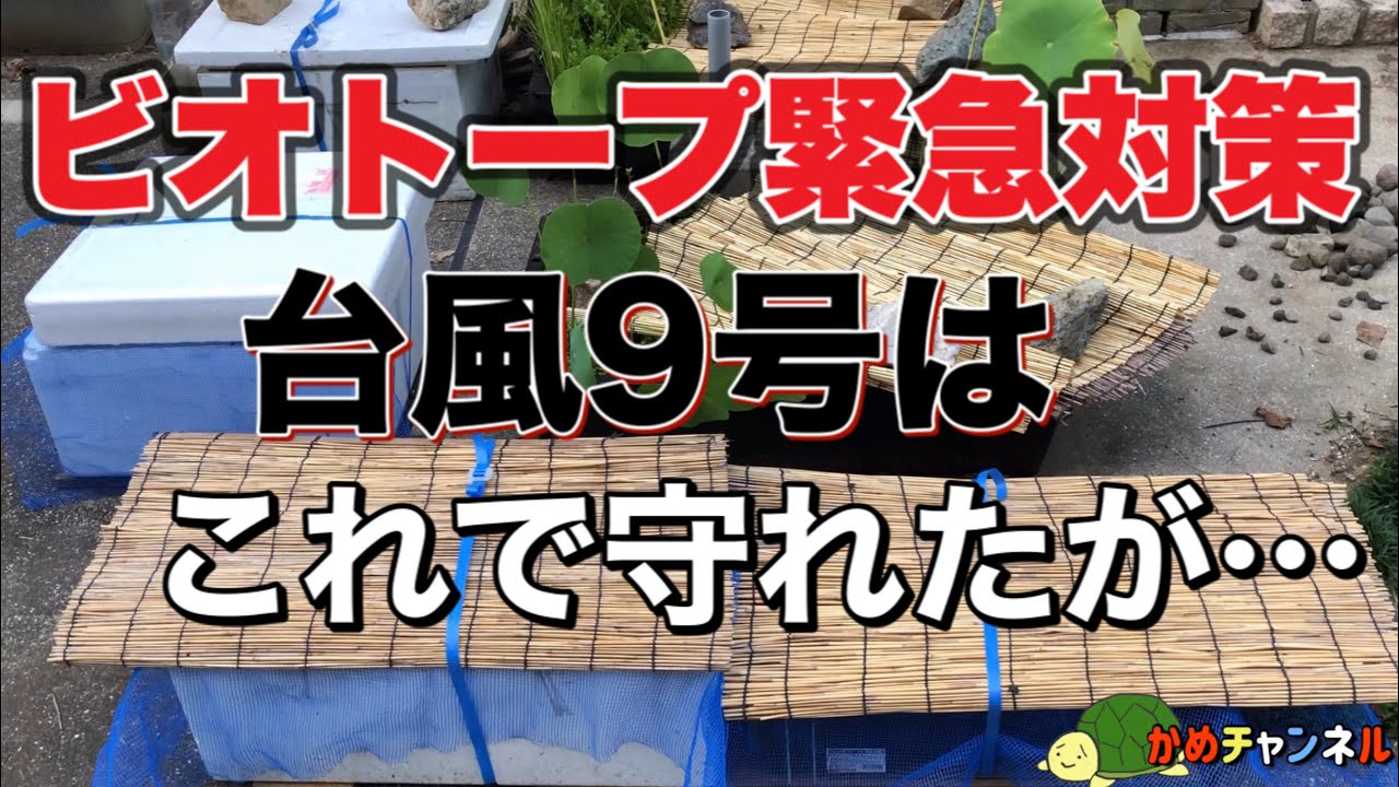 【メダカ】【ビオトープ】【biotope】ビオトープ緊急対策❗️ 台風9号は、これで守れたが… 【メダカ】【ビオトープ】【biotope】ビオトープ緊急対策❗️ 台風9号は、これで守れたが…