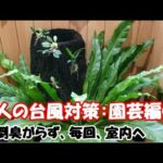 【沖縄の台風対策：個人の園芸編①】大切な物、風で飛んでしまいそうな物は室内に入れるか、固定する…を、台風の度に繰り返します。