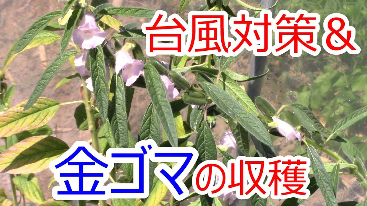 畑の台風対策 & 金ゴマの収穫