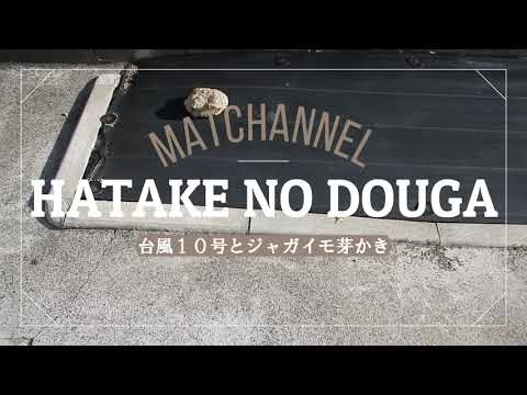 【台風10号】より強い台風のようなので対策します。じゃがいもの芽かき【家庭菜園】 【台風10号】より強い台風のようなので対策します。じゃがいもの芽かき【家庭菜園】