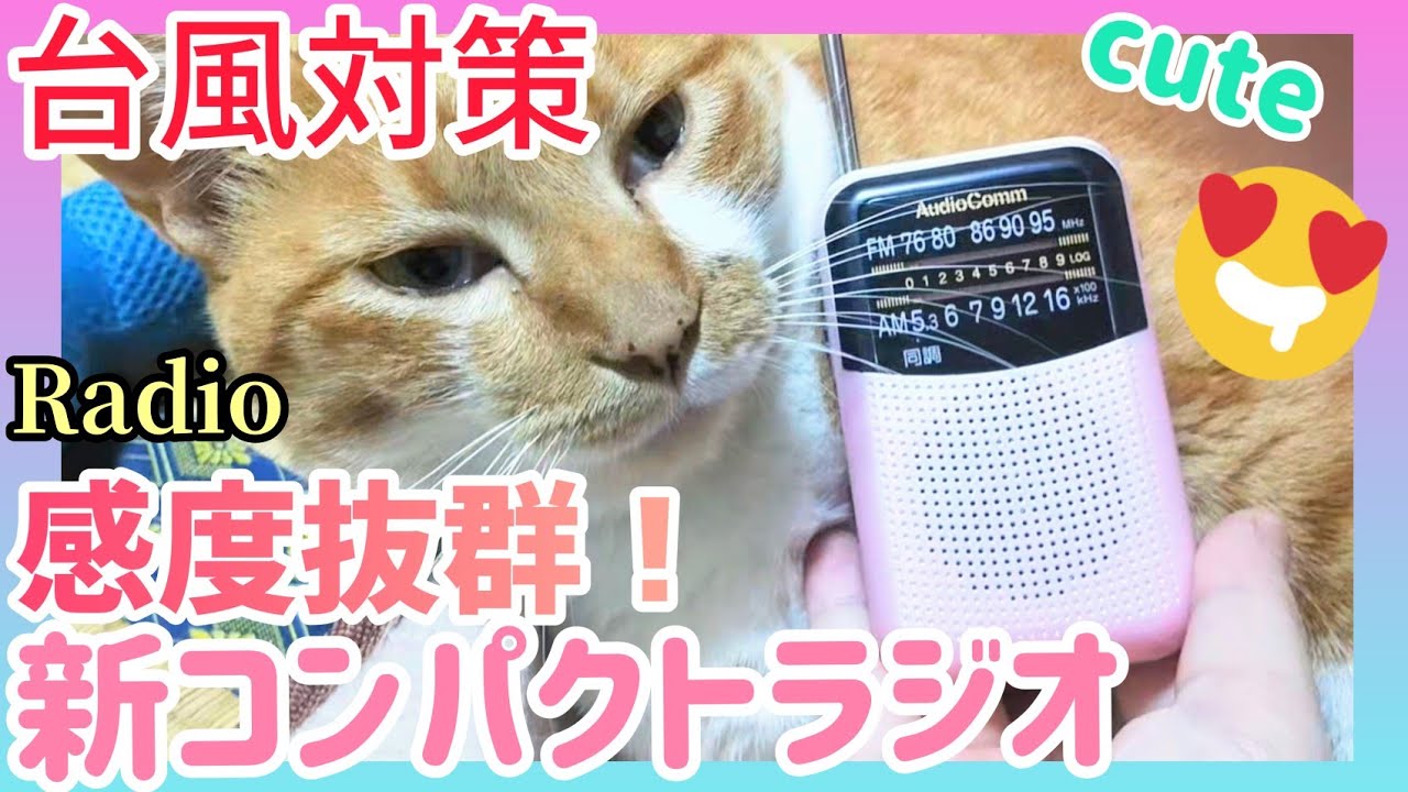 大型台風対策⚠️10号がくる!感度最高の可愛い❤新AM/FMポケットラジオ購入したので茶トラ白猫と商品紹介するよ😘防災グッズ RAD-P125N-P ピンク オーム電機🎶後半ねこにに危ないよと歌う 大型台風対策⚠️10号がくる!感度最高の可愛い❤新AM/FMポケットラジオ購入したので茶トラ白猫と商品紹介するよ😘防災グッズ RAD-P125N-P ピンク オーム電機🎶後半ねこにに危ないよと歌う