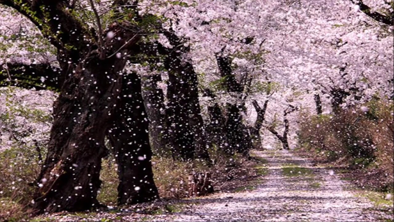 とんねるずのみなさんのおかげでした ~ SEASONS 浜崎あゆみ とんねるずのみなさんのおかげでした ~ SEASONS 浜崎あゆみ