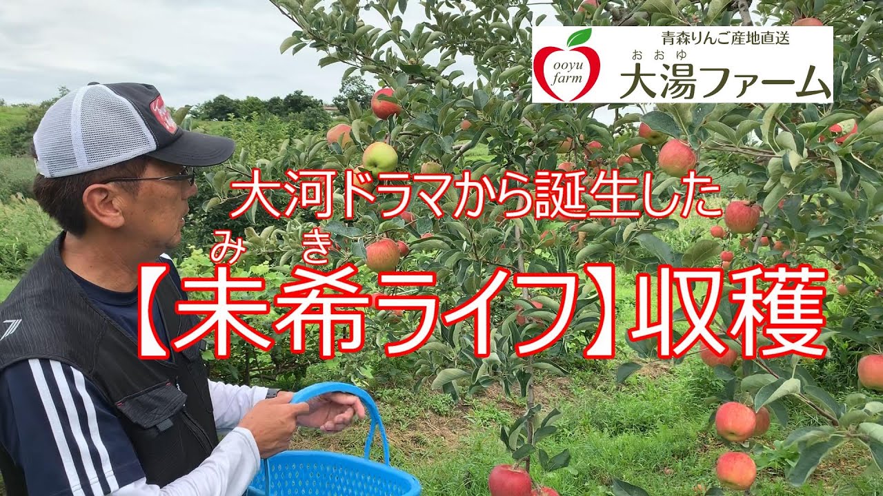 大河ドラマから誕生した【未希ライフ】収穫