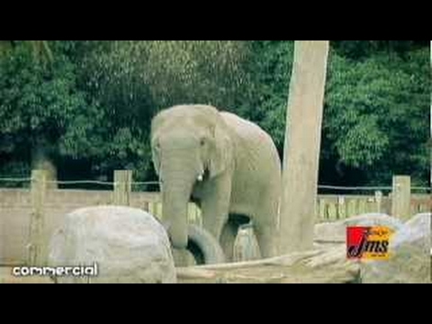 いいなCM　ジェームス　市川由衣　低燃費タイヤ夏得