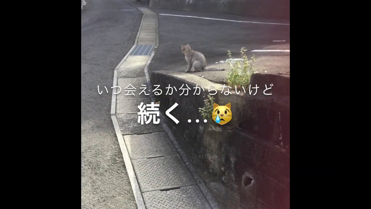【野良猫】竹内結子（仮名）