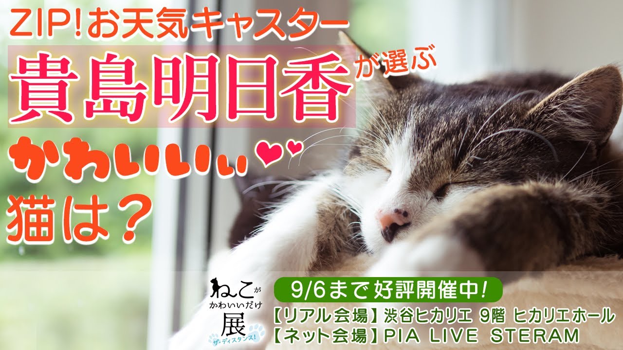 ZIP!お天気キャスター貴島明日香が選ぶ♥かわいい猫は? ZIP!お天気キャスター貴島明日香が選ぶ♥かわいい猫は?