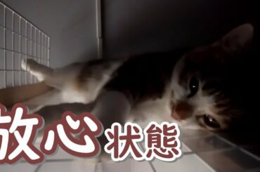 七七七ちゃん放心状態！Nanami-chan absent-minded state！ #126 #七七七 #進めーねこにゃん