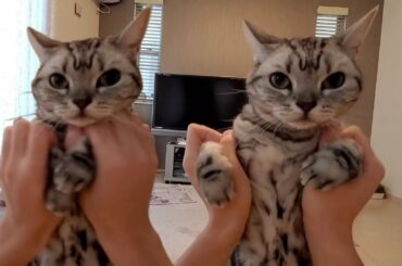 本田翼の新CM　「てげかれうめ篇」をネコが踊ってみた