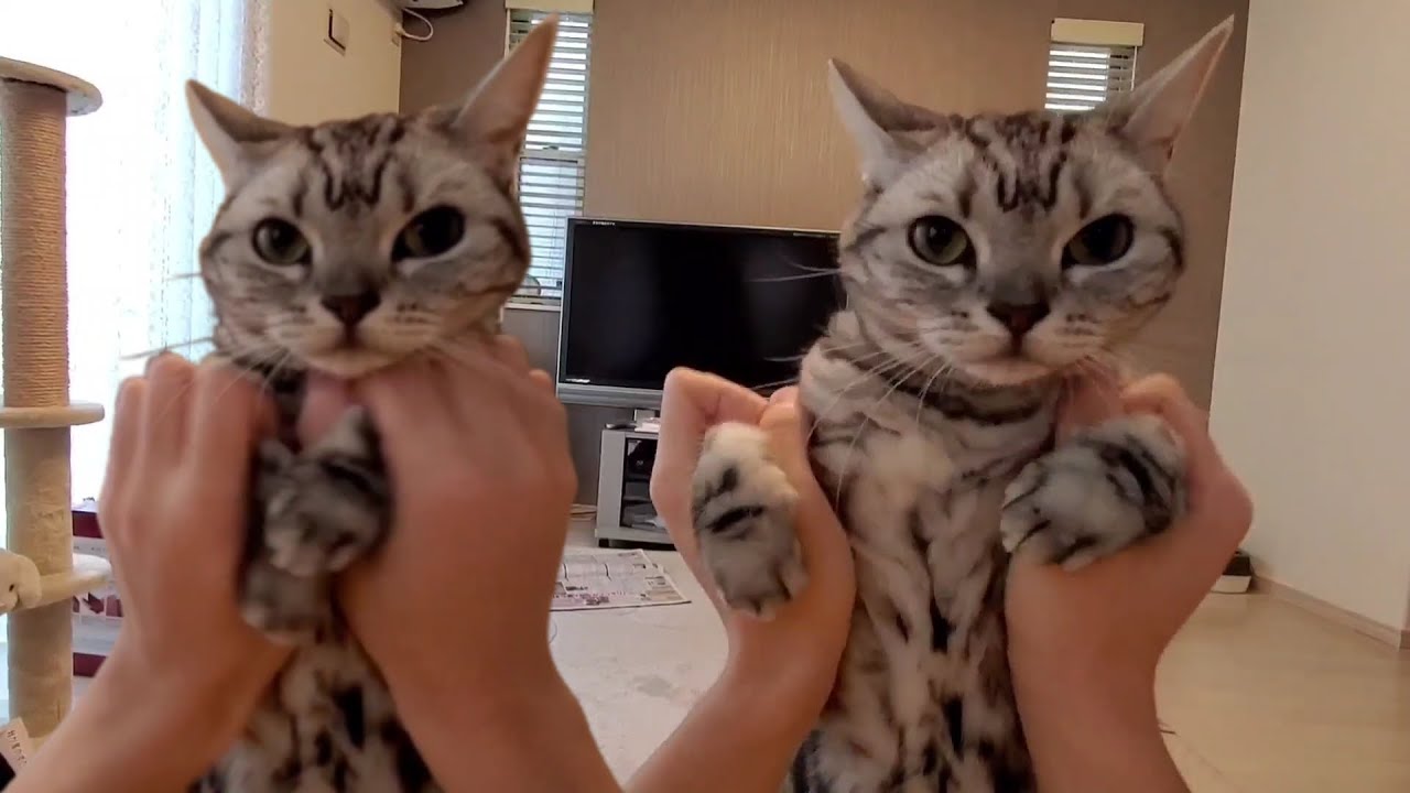 本田翼の新CM　「てげかれうめ篇」をネコが踊ってみた