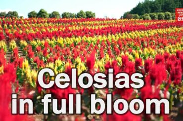 Celosia flowers in full bloom