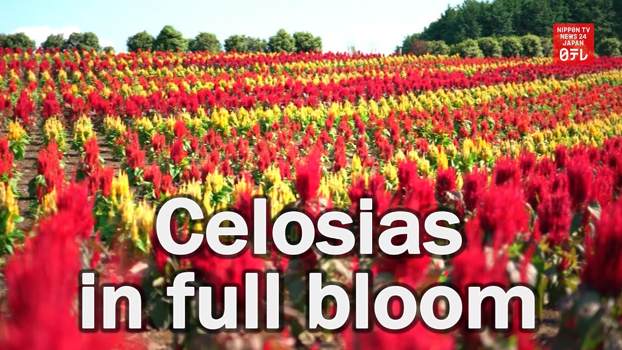 Celosia flowers in full bloom