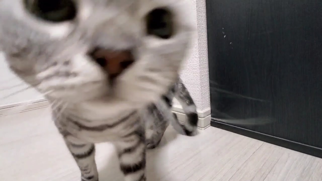 Majiでkissする5秒前 広末涼子 本家   cat try to kiss ネコがキスしてきた