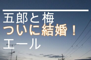 NHK朝ドラ「エール」五郎（岡部大）と梅（森七菜）の結婚おめでとうの曲😀感想BGM