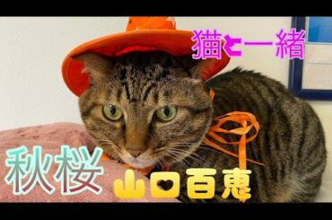 山口百恵『秋桜』ピアノ 〜猫と一緒〜