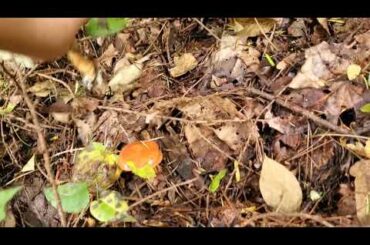 FARMING IN JAPAN: Harvest ng Mushroom sa paligid ( vlog #24 )